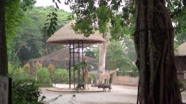 Zürafalar Bandung Hayvanat Bahçesinde iş başında