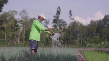 KALIMANTA UTARA, İNDONEZYA 25 Kasım 2019. Çiftçiler tarlalarda mahsul yetiştiriyor.