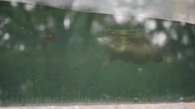 Sero Ambrang, hayvanat bahçesinin cam havuzunda yüzüyor.