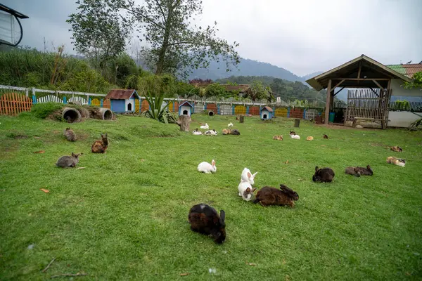 Çayırda ot yiyen tavşan.