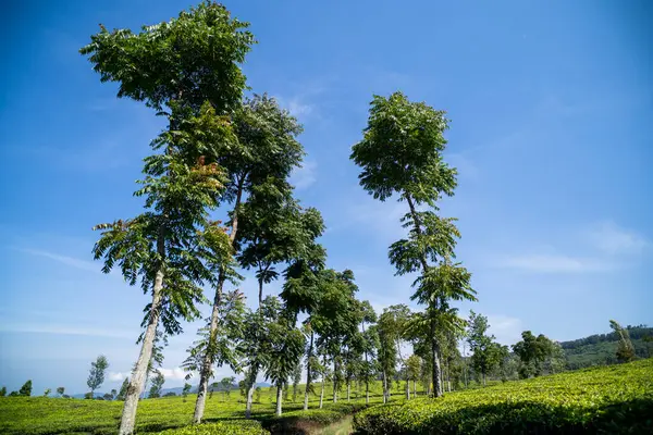 Çay tarlasında gün boyunca ağaçlar, güneşli hava.