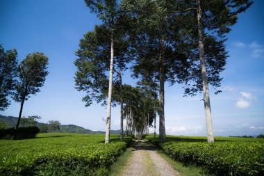 tea plantation during sunny day, ciwidey bandung clipart