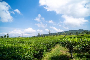 Güneşli bir günde çay tarlası, ciwidey bant gübresi