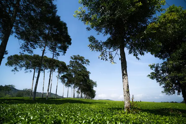 Güneşli bir günde çay tarlası, ciwidey bant gübresi