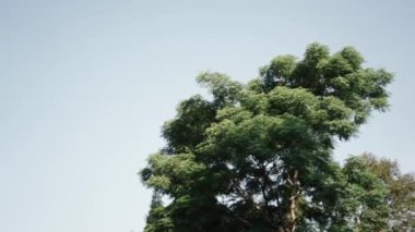 Gündüzleri doğadaki ağaçlar