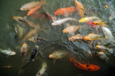 Renkli Koi balık gölde Yüzme