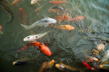 Renkli Koi balık gölde Yüzme