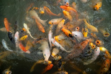 Renkli Koi balık gölde Yüzme