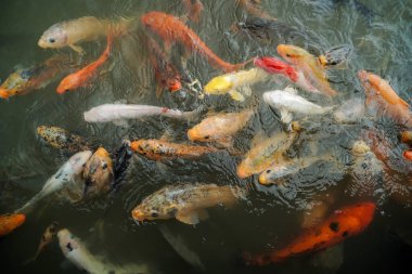 Renkli Koi balık gölde Yüzme