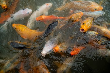 Renkli Koi balık gölde Yüzme