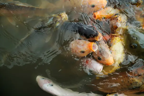 Renkli Koi balık gölde Yüzme