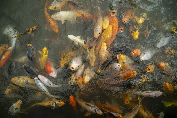 Renkli Koi balık gölde Yüzme