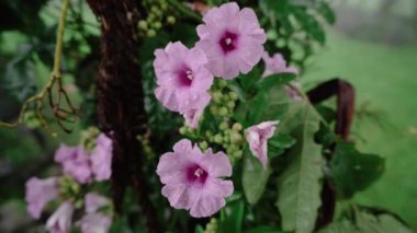 ipomoea çiçeği yeşil arka planda