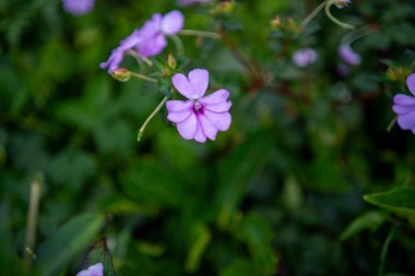 Bulanık arka planlı, pembeli sabırsız Hawkeri çiçeği.