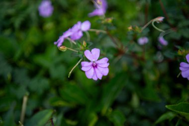 Bulanık arka planlı, pembeli sabırsız Hawkeri çiçeği.
