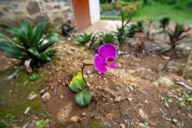 Mor Doritaenopsis orkidesi ve bulanık arkaplan