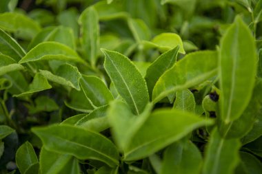 Çay tarlası. Endonezya 'nın dağlık arazisi.