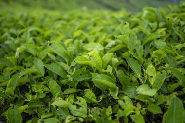 Çay tarlası. Endonezya 'nın dağlık arazisi.