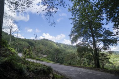 Çay tarlası. Endonezya 'nın dağlık arazisi.