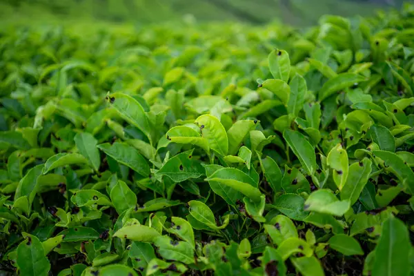Çay tarlası. Endonezya 'nın dağlık arazisi.