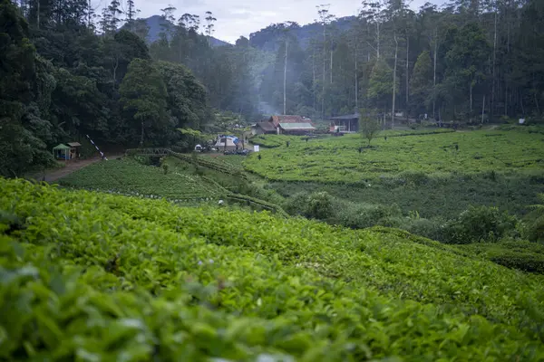 Çay tarlası. Endonezya 'nın dağlık arazisi.