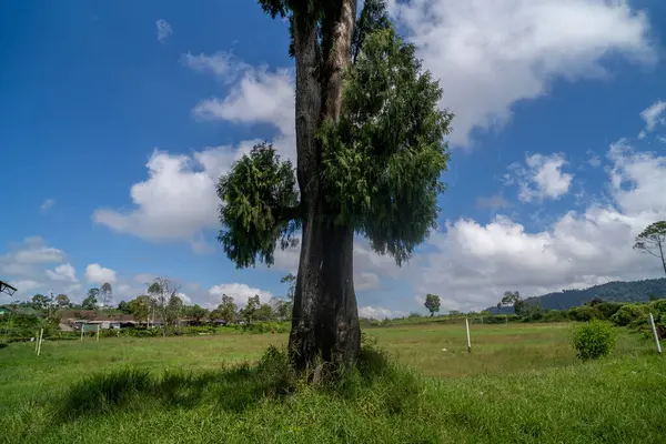 Çay tarlası. Endonezya 'nın dağlık arazisi.