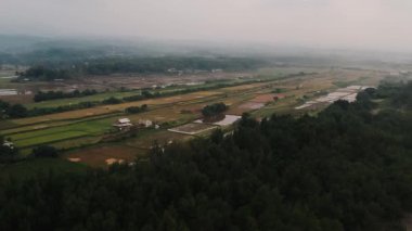 Hasattan sonra pirinç tarlalarının havadan görünüşü