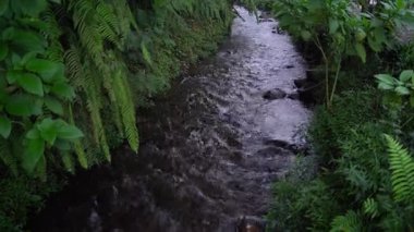 Çay tarlasının ortasındaki küçük nehir. Doğa kavramı