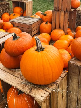 Cadılar Bayramı balkabakları ve sonbahar mevsiminde tatil süslemeleri kırsal alan, balkabağı hasadı ve mevsimlik tarım, doğa sahnesinde açık hava.