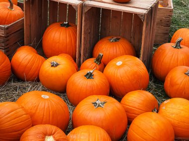 Cadılar Bayramı balkabakları ve sonbahar mevsiminde tatil süslemeleri kırsal alan, balkabağı hasadı ve mevsimlik tarım, doğa sahnesinde açık hava.