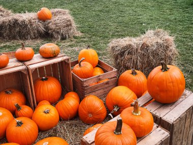 Cadılar Bayramı balkabakları ve sonbahar mevsiminde tatil süslemeleri kırsal alan, balkabağı hasadı ve mevsimlik tarım, doğa sahnesinde açık hava.