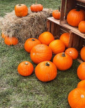 Cadılar Bayramı balkabakları ve sonbahar mevsiminde tatil süslemeleri kırsal alan, balkabağı hasadı ve mevsimlik tarım, doğa sahnesinde açık hava.