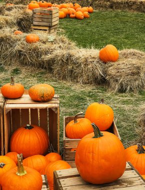 Cadılar Bayramı balkabakları ve sonbahar mevsiminde tatil süslemeleri kırsal alan, balkabağı hasadı ve mevsimlik tarım, doğa sahnesinde açık hava.