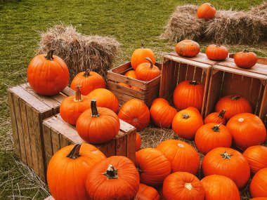 Cadılar Bayramı balkabakları ve sonbahar mevsiminde tatil süslemeleri kırsal alan, balkabağı hasadı ve mevsimlik tarım, doğa sahnesinde açık hava.