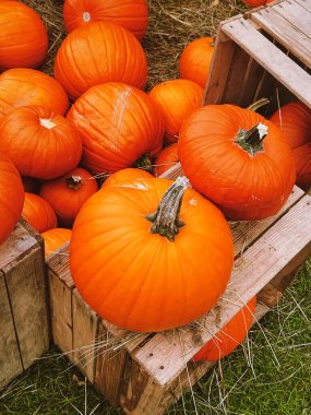 Cadılar Bayramı balkabakları ve sonbahar mevsiminde tatil süslemeleri kırsal alan, balkabağı hasadı ve mevsimlik tarım, doğa sahnesinde açık hava.