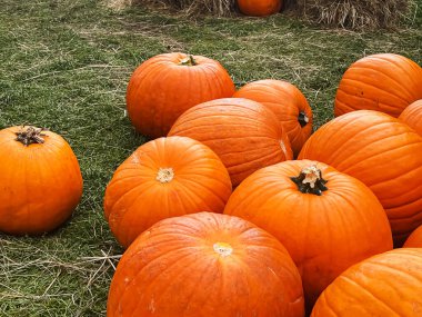 Cadılar Bayramı balkabakları ve sonbahar mevsiminde tatil süslemeleri kırsal alan, balkabağı hasadı ve mevsimlik tarım, doğa sahnesinde açık hava.