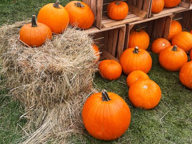 Cadılar Bayramı balkabakları ve sonbahar mevsiminde tatil süslemeleri kırsal alan, balkabağı hasadı ve mevsimlik tarım, doğa sahnesinde açık hava.