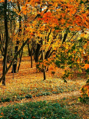 Doğa, manzara ve çevre, sonbahar mevsiminde ağaçlarla, yapraklarla ve yapraklarla süslenmiş altın sonbahar manzarası pitoresk mevsimsel tatil sahnesi