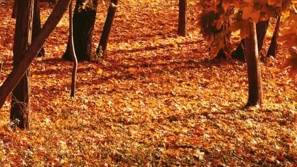 Природа Пейзаж Навколишнє Середовище Золоті Осінні Пейзажі Осінніми Деревами Листям — стокове відео
