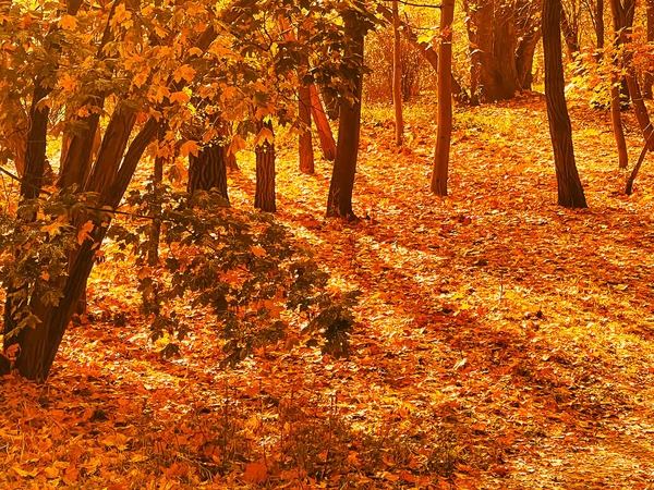 Natur Landskap Och Miljö Gyllene Höstlandskap Med Höstträd Löv Och — Stockfoto