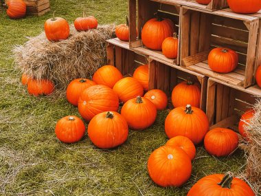 Cadılar Bayramı balkabakları ve sonbahar mevsiminde tatil süslemeleri kırsal alan, balkabağı hasadı ve mevsimlik tarım, doğa sahnesinde açık hava.