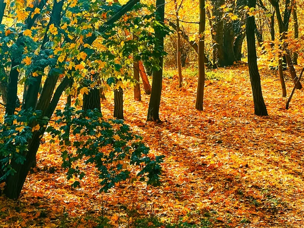 Natur Landskap Och Miljö Gyllene Höstlandskap Med Höstträd Löv Och — Stockfoto
