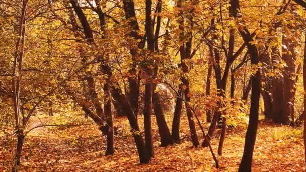 Natura Krajobraz Środowisko Złota Jesienna Sceneria Jesiennymi Drzewami Liśćmi Jesiennymi — Wideo stockowe