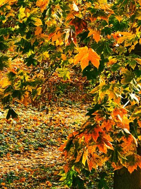 Doğa, manzara ve çevre, sonbahar mevsiminde ağaçlarla, yapraklarla ve yapraklarla süslenmiş altın sonbahar manzarası pitoresk mevsimsel tatil sahnesi