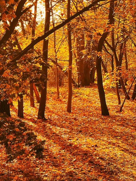 Natura Krajobraz Środowisko Złota Jesienna Sceneria Jesiennymi Drzewami Liśćmi Jesiennymi — Zdjęcie stockowe