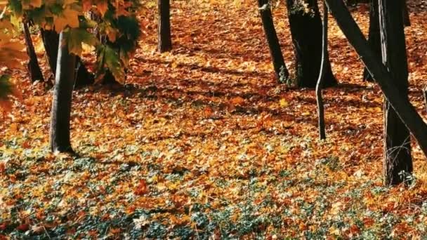 风景与环境 秋天的金秋风景与秋天的树木 秋天的树叶与树叶作为风景如画的季节性假日背景景致 — 图库视频影像