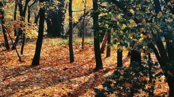 Природа Пейзаж Навколишнє Середовище Золоті Осінні Пейзажі Осінніми Деревами Листям — стокове відео