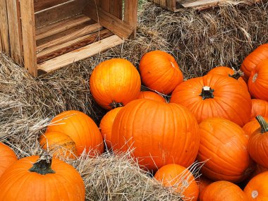 Cadılar Bayramı balkabakları ve sonbahar mevsiminde tatil süslemeleri kırsal alan, balkabağı hasadı ve mevsimlik tarım, doğa sahnesinde açık hava.