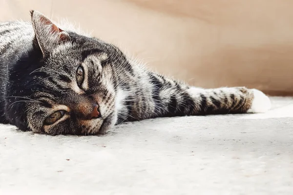 Beautiful Female Tabby Cat Home Adorable Domestic Pet Portrait Close — Stock Photo, Image