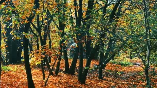 Příroda Krajina Prostředí Zlatá Podzimní Scenérie Podzimními Stromy Listy Listy — Stock video